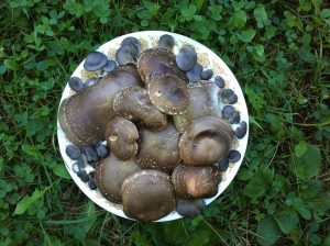 Shiitake and Blue Oysters September 20 2015