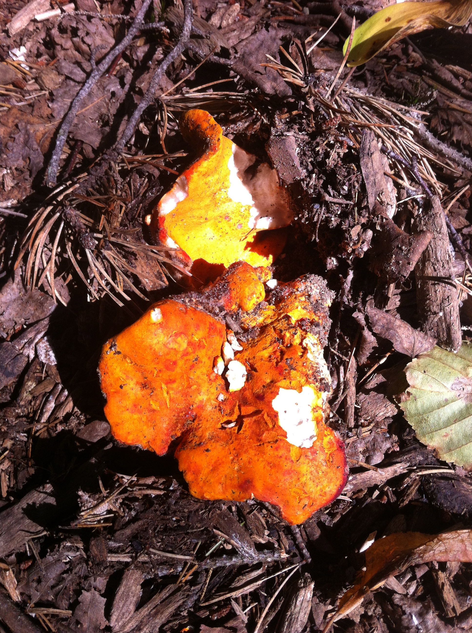 Lobster Mushroom MycoGnosis