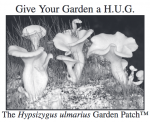 Hypsizygus ulmarius? No less that Paul Stamets has touted the H ulmarius on his site and trademarked the name Hypsizygus ulmarius Garden Patch (HUG) which depicts a Pleurotus-like oyster.