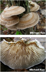 Lenzites betulina by Michael Kuo from http://www.mushroomexpert.com/lenzites_betulina.html
