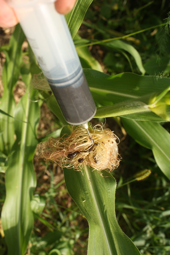Cultivating Corn Smut (Ustilago maydis, huitlacoche) Part 2