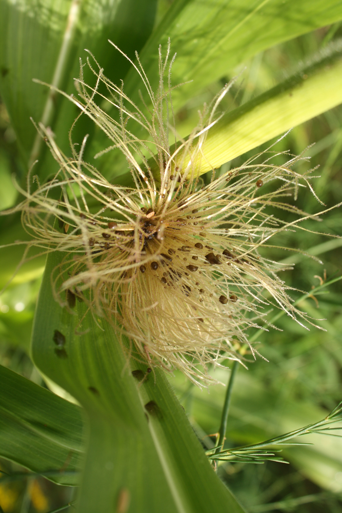 Cultivating Corn Smut (Ustilago maydis, huitlacoche) Part 2