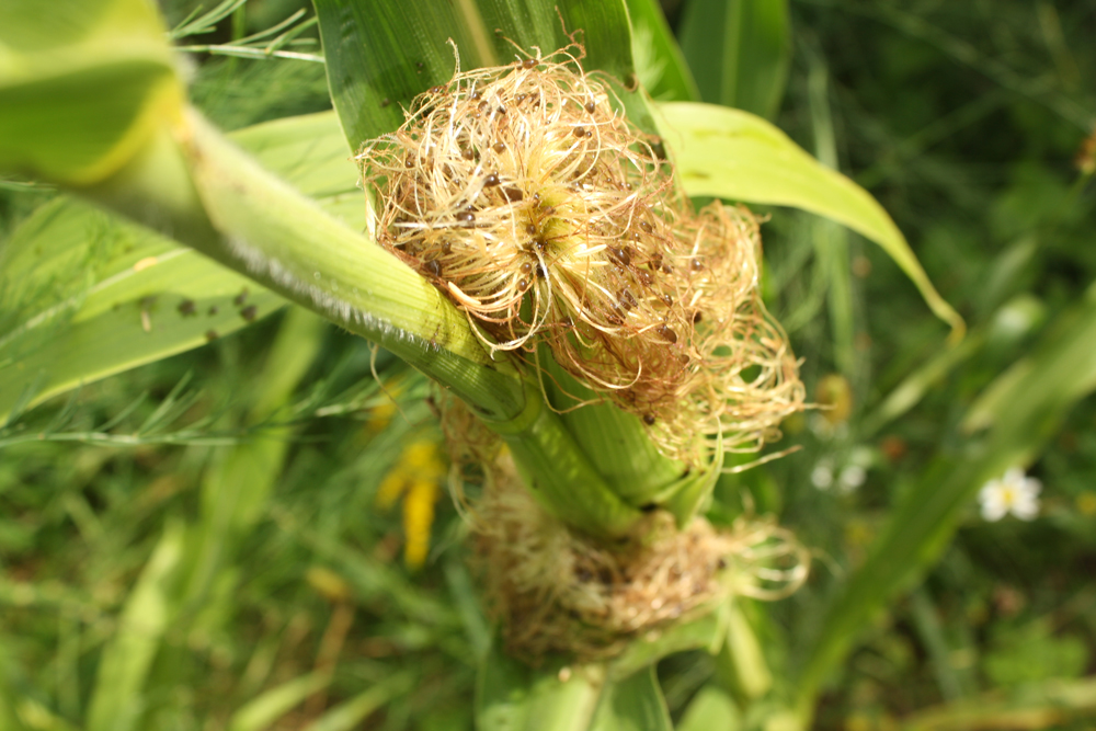 Cultivating Corn Smut (Ustilago maydis, huitlacoche) Part 2