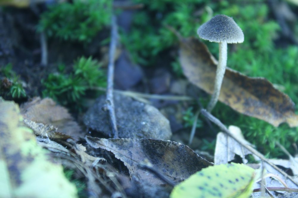 Unidentified little mushroom